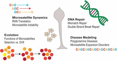 Insights on Microsatellite Characteristics, Evolution, and Function From the Social Amoeba Dictyostelium discoideum